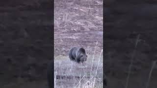 MASSIVE GRIZZLY WALKS INTO OUR CAMPGROUND #yellowstone #wildlife #shorts