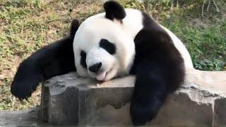 What's Up With Pandas I Mini Documentary