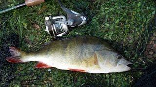 Perch fishing on the middle Severn