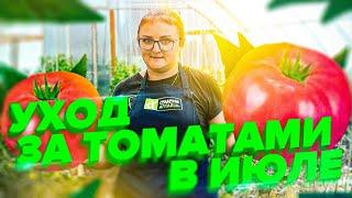 СКРУЧЕННЫЕ ЛИСТЬЯ У ТОМАТОВ. ФИТОФТОРА. УХОД ЗА ПОМИДОРАМИ В ИЮЛЕ
