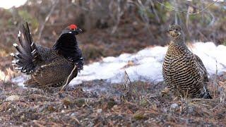 Spruce Grouse Display May 1st 2022