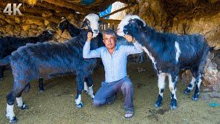 Great Honamli Goats - Hajji's Goat Herd | Documentary-4K