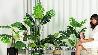 5种室内盆栽绿植：让你的家焕发新生的终极指南！5 Indoor Plants That Will Revitalize Your Home!