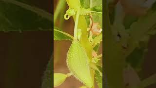 # amazing #farming #amazingfacts  #biology#flora #amazing #plant 