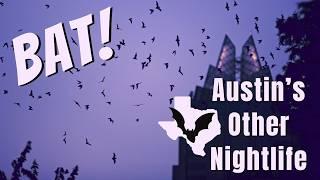 The Largest Urban Bat Colony in the World Resides in Austin, Texas | Congress Avenue Bridge