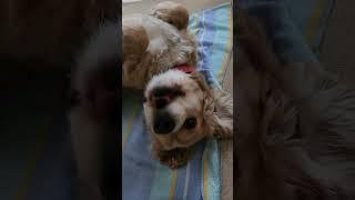 일어나야지~~~#Cocker Spaniel #보리아빠 #陶芸家と愛犬