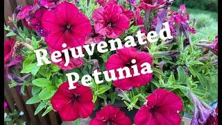 Petunia Rejuvenation: Bobscaping style