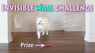 My American Eskimo Dog's Invisible Wall Challenge