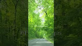 Tree Tunnel | Canopy of Trees