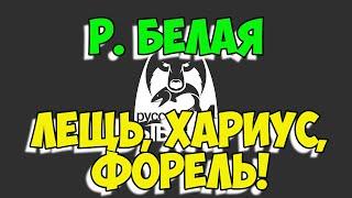 Русская Рыбалка 4 ЛОВИМ ЛЕЩА ФОРЕЛЬ и ХАРИУСА!  Semenov Hunter