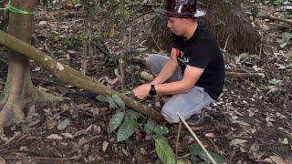 Memasang perangkap Biawak Mengunakan Drum