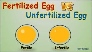 Fertilized Egg Vs Unfertilized Egg