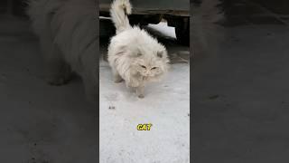 The little white cat was bullied by stray cats.#foryou #love #shorts