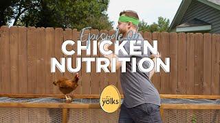 Chicken Feed Facts | What You Need to Know