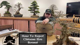 How to Repot a Chinese Elm - Greenwood Bonsai