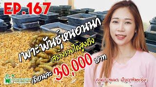 เพาะเลี้ยงหนอนนก สร้างรายได้ขั้นต่ำ เดือนละ 20,000 บาท l  เกษตรกรไทย สร้างรายได้ Ep167