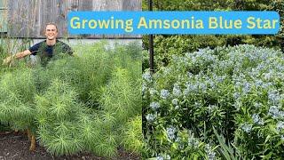 AMSONIA - Excellent Native Perennial - How to Grow & Care - Blue Star Plant