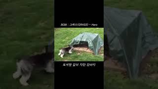 귀여운거 모음 #고양이 #강아지 #귀요미 #그래쓰 #grass #hero #히어로 #신곡 #음악