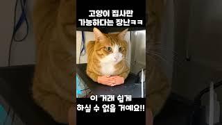 고양이 집사만 할 수 있다는 장난 ㅋㅋㅋㅋ