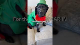 King Clarence is NOT a fan of Saint Patrick’s Day! 