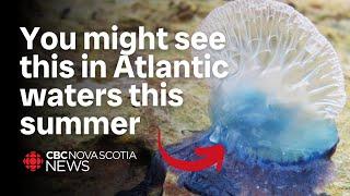 Why tropical ocean life is appearing in Atlantic waters