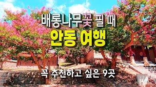 화사한 배롱나무와 비밀의 숲,  안동 여름 여행ㅣ 꽉 찬 당일 여행지 9곳