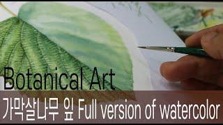 [Botanical Art]가막살나무 잎 Full version of watercolor