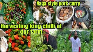Cooking delicious Naga style pork curry at our Jhum field||Harvesting king chilli and papaya ||