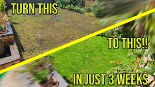 HOW TO FIX YOUR PATCHY LAWN *IN JUST 3 WEEKS*