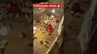 HOW to Raise 200 BROILER CHICKS  #egypt #animals #chicksfeed #chicks #chicken #broiler #farming