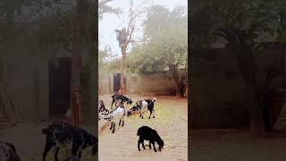 Village life and active women #ST studio #