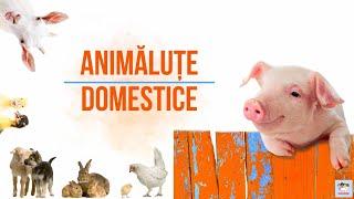 Animale domestice mici pentru pitici