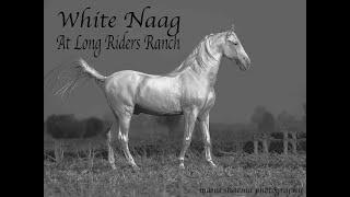 Nukra Stallion White Naag one of the finest Nukra horse at Long riders Ranch Patiala