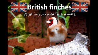 British finches and getting our Goldfinch a mate