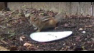 Chipmunk examines a paper plate left on the ground! (The Adventures of Mellie the Talking Chipmunk)