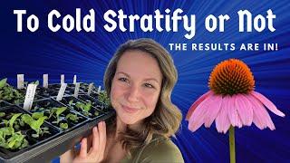 Cold Stratified vs Non Stratified Coneflower Seeds: RESULTS VIDEO!