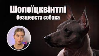 Шолоїцквінтлі безшерста собака - Dasha Bodnarchuk