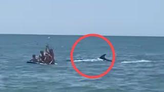 ORCA SORPRENDE A LOS BAÑISTAS DE LA PLAYA DE LA ANTILLA EN HUELVA