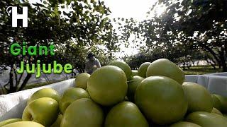 Taiwan Giant Green Apple Farm - Awesome Green Jujube Cultivation Technology @HappyFarm85