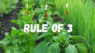 COMPANION PLANTING Made SIMPLE with The Rule of 3!!