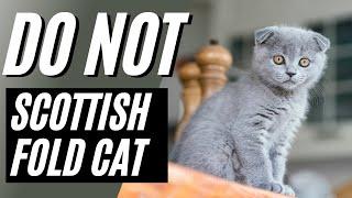 7 Reasons You Should NOT Get A Scottish Fold Cat