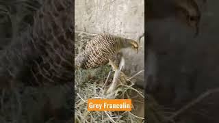 Grey Francolin sound, mother calling it's babies#shorts #birds #tiktokbird #francolin