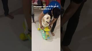 Mr.max #labrador #dogbreed #dog #pets