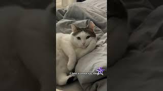 #cats #funnycatsandnicefish
