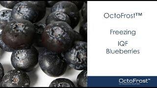 OctoFrost™ Freezing IQF Blueberries With The Tunnel Freezer