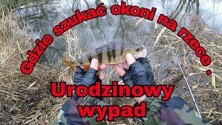 Łowienie okoni na rzece . Gdzie ich szukać ? Urodzinowy wypad .