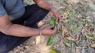 Mango leaf Desi Chilam in 1minute, Chillum making, CHILLAM of leaf, make chillum of Mango leaf