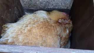 Broody Hen Abandons Her Eggs - What now?