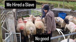 A slave of a worker but no good #farm #farming #sheep #cows #tepari #irish #Ireland #lambs #sheepdog