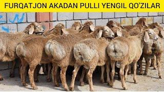 PULI YENGIL QO'ZILAR FURQATJON AKADAN SHOSHILAMIZ